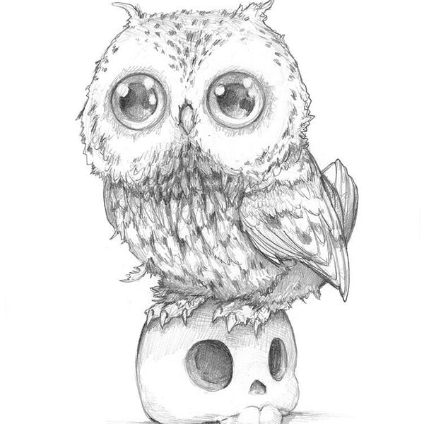 Owl