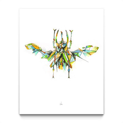 Actaeon Beetle