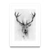 Red Deer