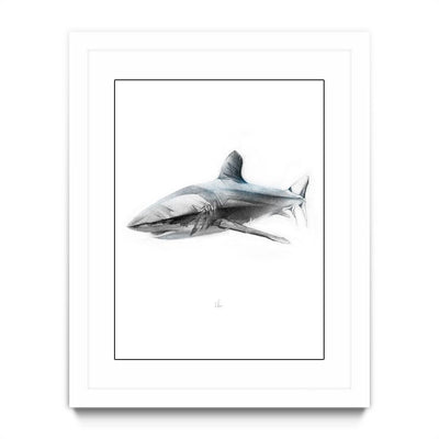 Shark 1