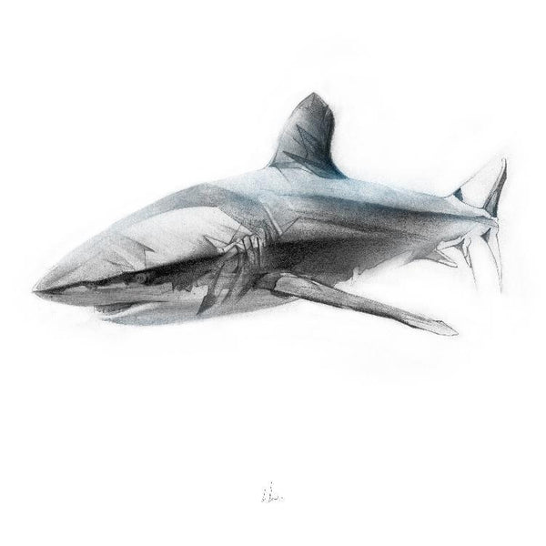 Shark 1
