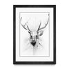 Stag