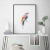 Aves 04