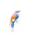 Aves 04