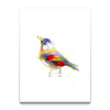 Aves 06