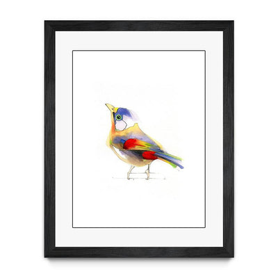 Aves 06