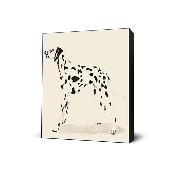 P & C Dalmation