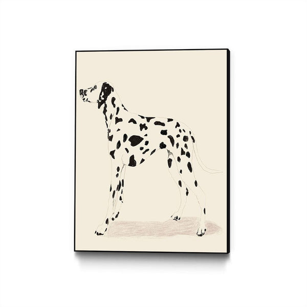 P & C Dalmation