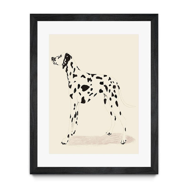 P & C Dalmation