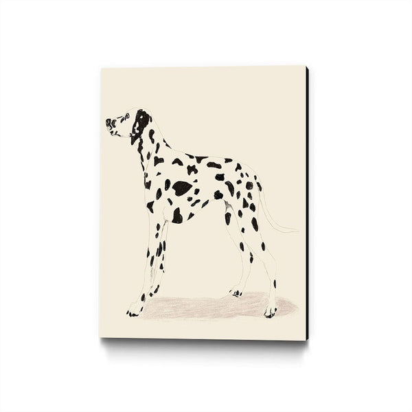 P & C Dalmation