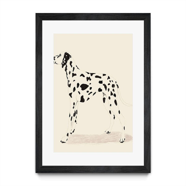 P & C Dalmation