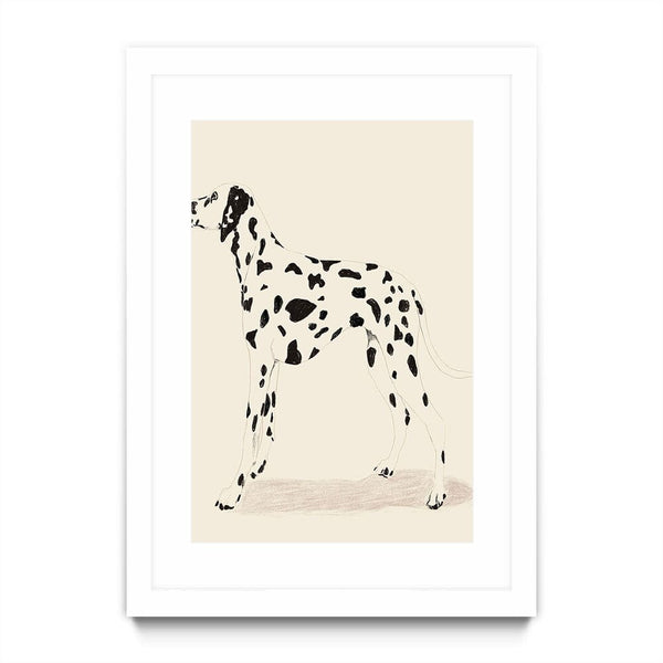 P & C Dalmation