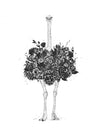 Floral Ostrich