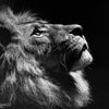 Inverted Lion