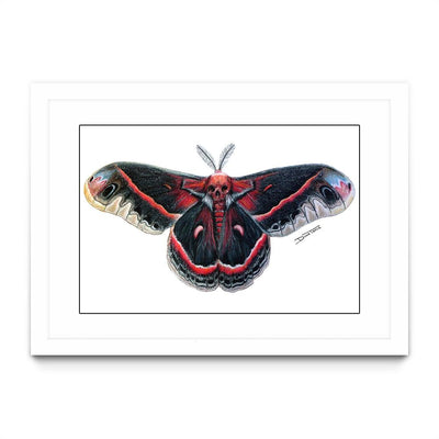Moth