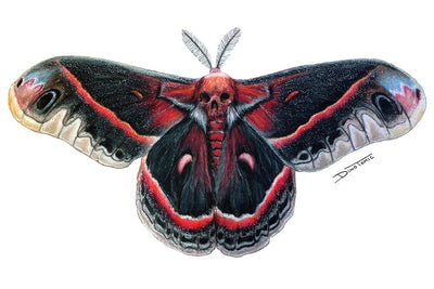 Moth