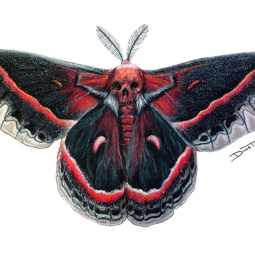 Moth