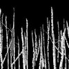Trees Layers