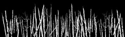 Trees Layers